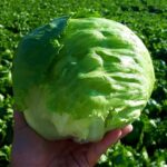 Μαρούλι Brisamar τύπου Iceberg