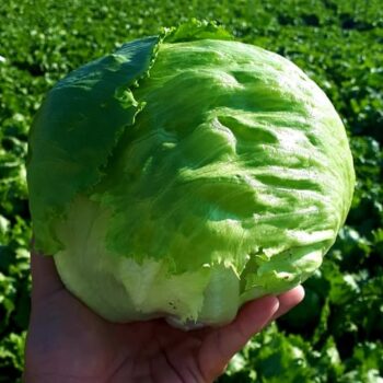 Μαρούλι Brisamar τύπου Iceberg