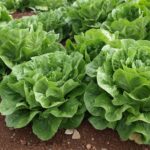 Μαρούλι Linoy τύπου Romana